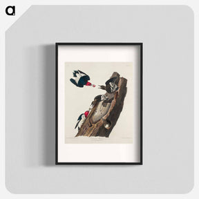 アートポスター-Red-headed Woodpecker from Birds of America
 - アメリカの鳥たち Poster.