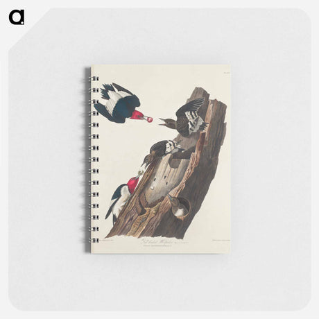アートメモ帳-Red-headed Woodpecker from Birds of America
 - アメリカの鳥たち Memo.
