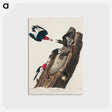 アートポストカード-Red-headed Woodpecker from Birds of America
 - アメリカの鳥たち Postcard.