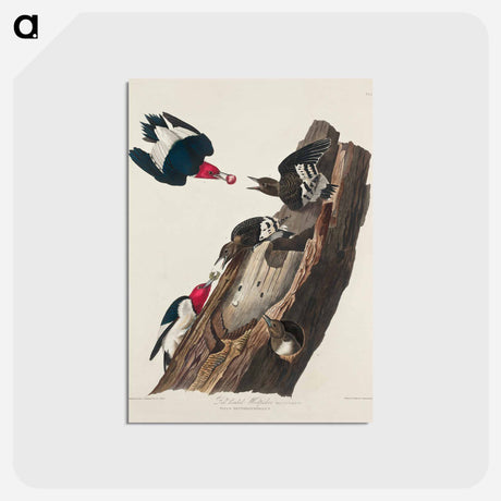 アートポストカード-Red-headed Woodpecker from Birds of America
 - アメリカの鳥たち Postcard.