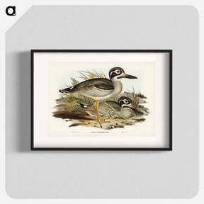 アートポスター-Large-billed Plover
 - オーストラリアの鳥 Poster.