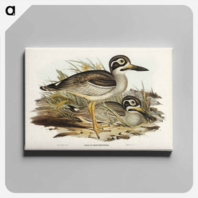 アートパネル-Large-billed Plover
 - オーストラリアの鳥 Canvas.