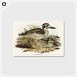 アートポストカード-Large-billed Plover
 - オーストラリアの鳥 Postcard.