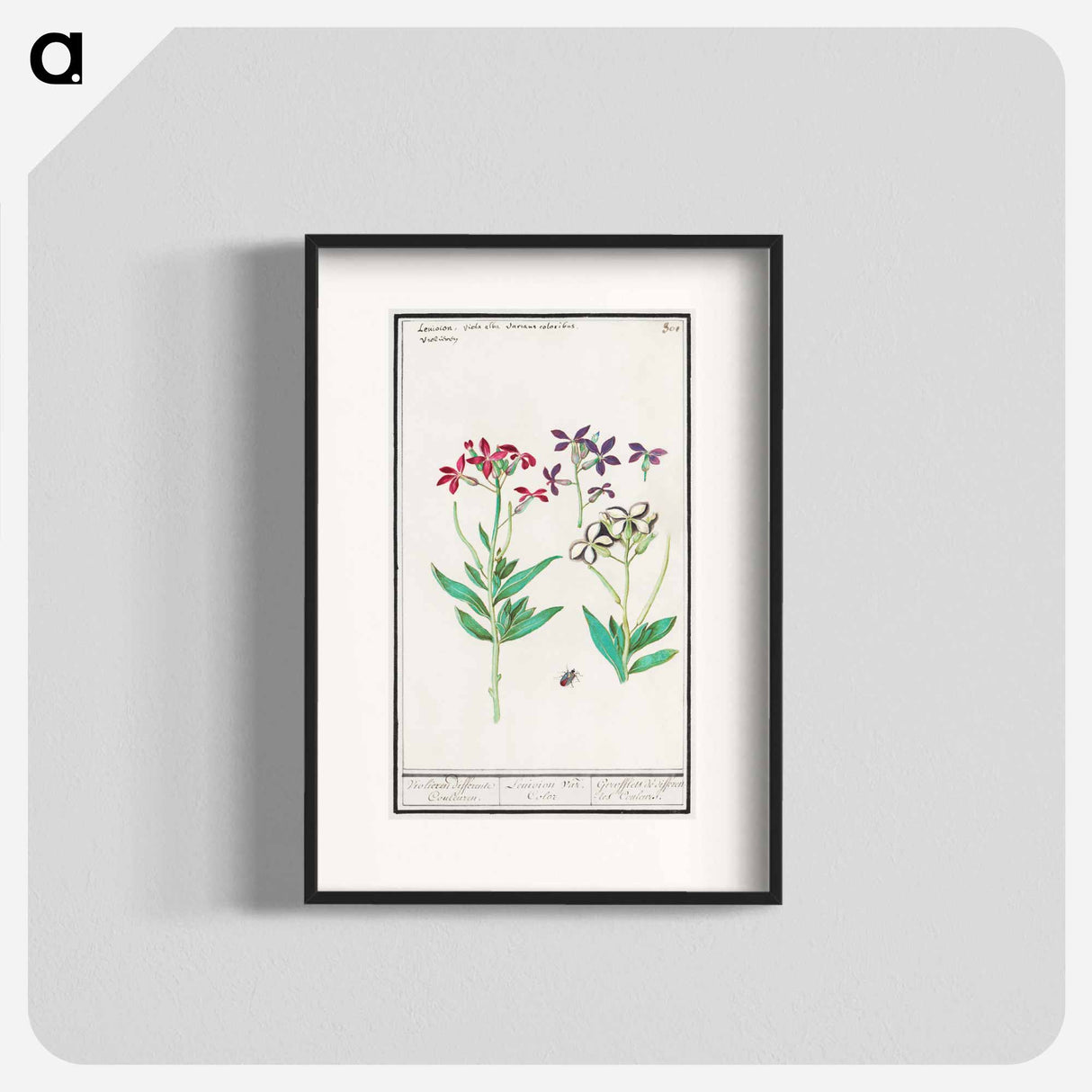 Wallflower, Erysimum cheiri - アンセルムス ボエティウス デ ブート Poster.