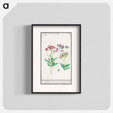 Wallflower, Erysimum cheiri - アンセルムス ボエティウス デ ブート Poster.