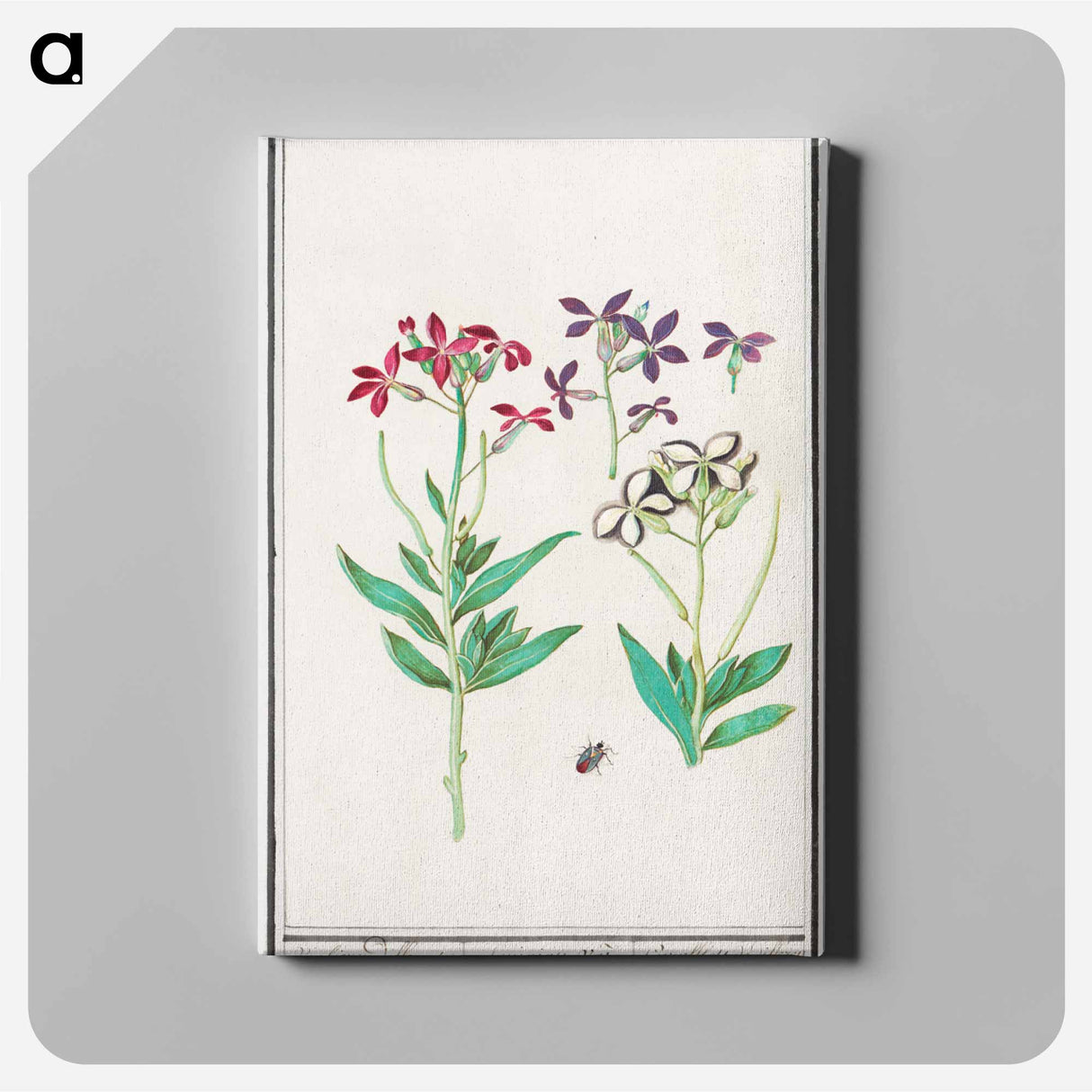 Wallflower, Erysimum cheiri - アンセルムス ボエティウス デ ブート Canvas.