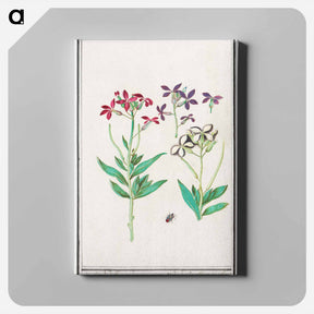 アートパネル-Wallflower, Erysimum cheiri - アンセルムス ボエティウス デ ブート Canvas.
