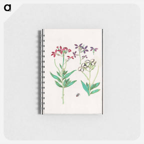 アートメモ帳-Wallflower, Erysimum cheiri - アンセルムス ボエティウス デ ブート Memo.