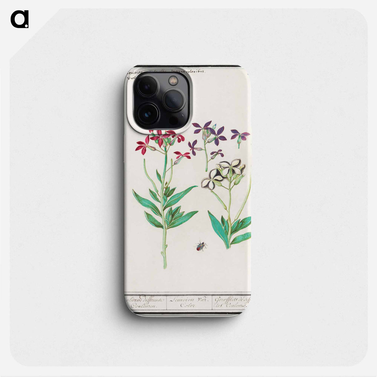 Wallflower, Erysimum cheiri - アンセルムス ボエティウス デ ブート Phone Case.