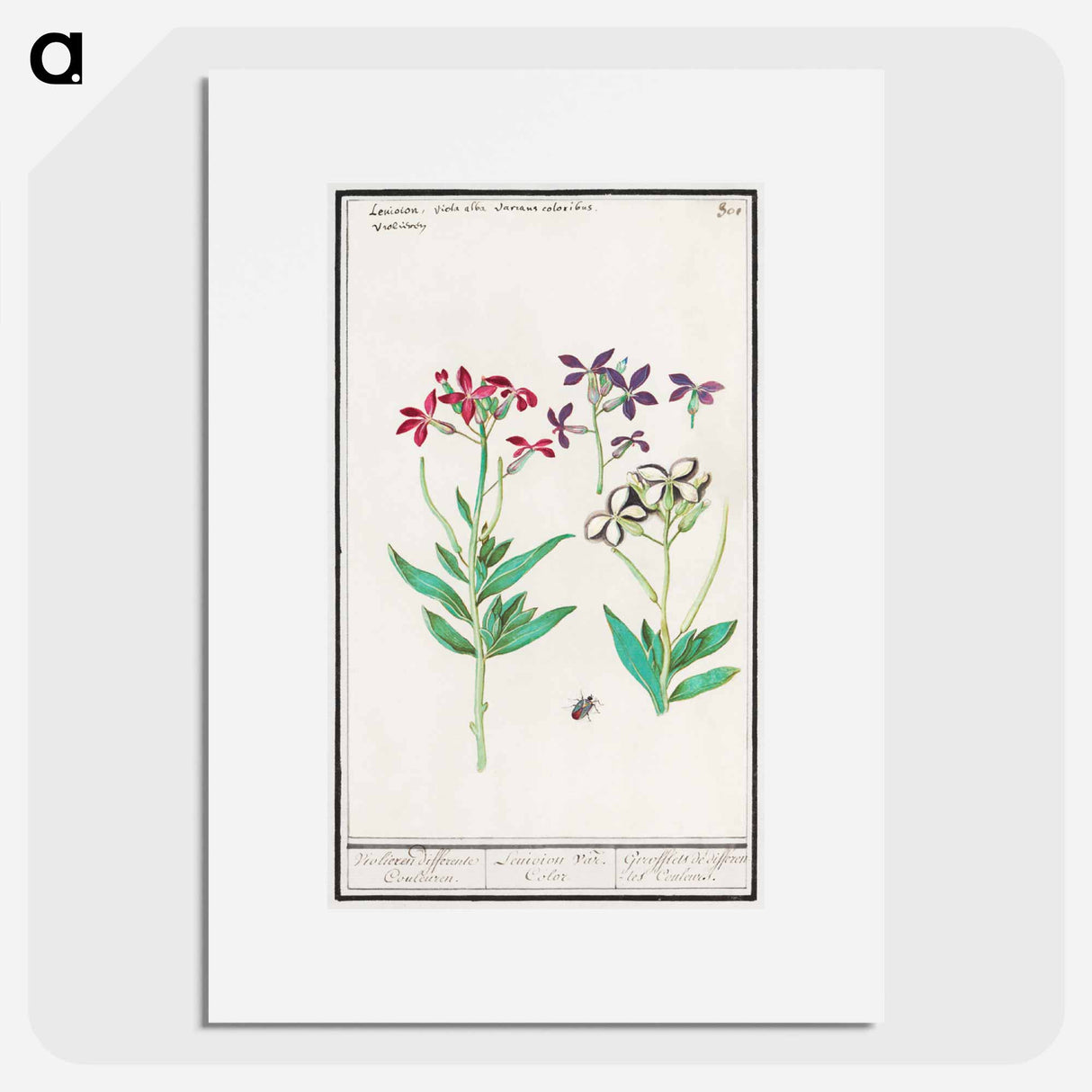 Wallflower, Erysimum cheiri - アンセルムス ボエティウス デ ブート Poster.