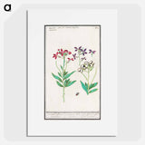 Wallflower, Erysimum cheiri - アンセルムス ボエティウス デ ブート Poster.