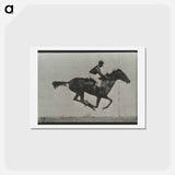 アートポストカード-Galloping Horse and Rider
 - エドワード マイブリッジ Postcard.
