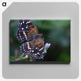 3-54_Insects-Unlocked-Project_canvas