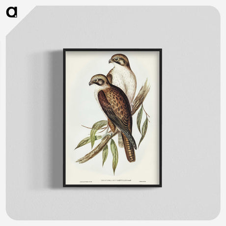3-54_John-Gould_blk-crop