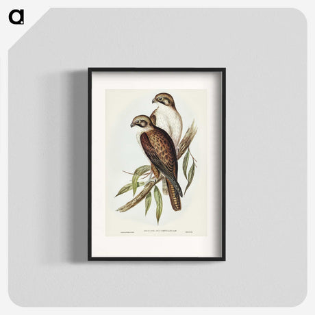 3-54_John-Gould_blk