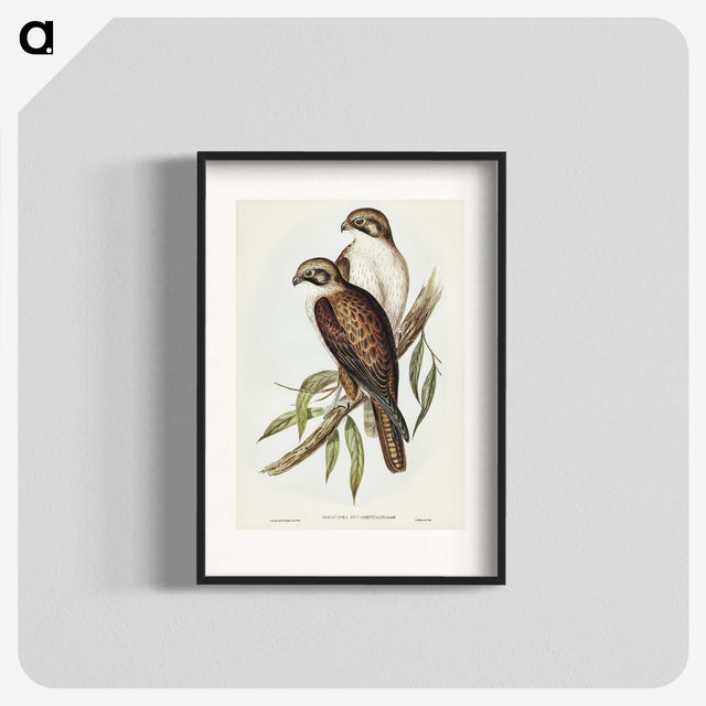 3-54_John-Gould_blk