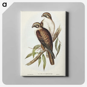 3-54_John-Gould_canvas