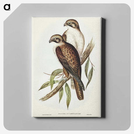 3-54_John-Gould_canvas