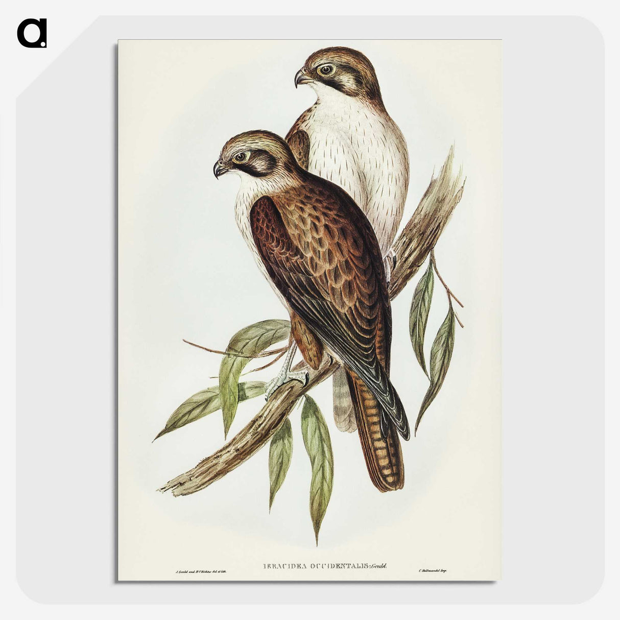 3-54_John-Gould_picture-crop