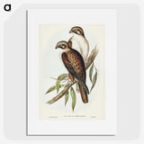 3-54_John-Gould_picture