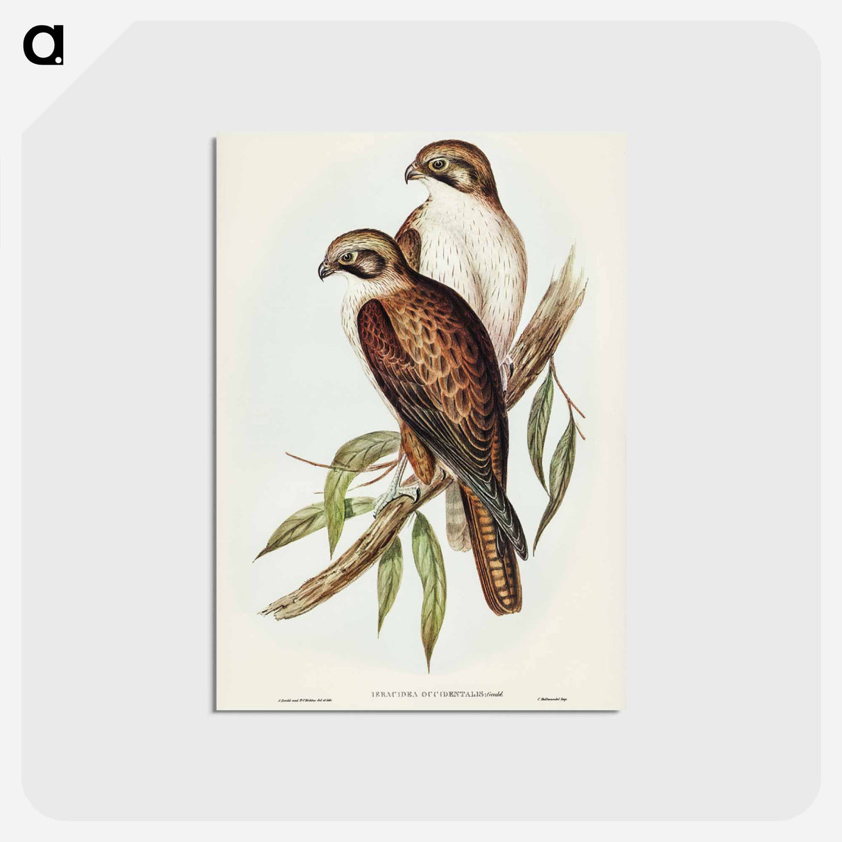 アートポストカード-Western Brown Hawk
 - ジョン グールド Postcard.