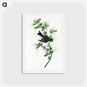 アートポストカード-Wood Pewee
 - ジョン ジェームス オーデュボン Postcard.