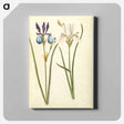アートパネル-Iris sibirica
 - マリア ジビーラ メーリアン Canvas.