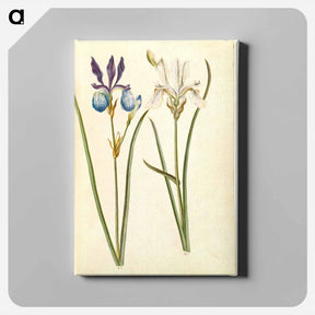 アートパネル-Iris sibirica
 - マリア ジビーラ メーリアン Canvas.