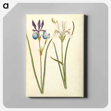 アートパネル-Iris sibirica
 - マリア ジビーラ メーリアン Canvas.