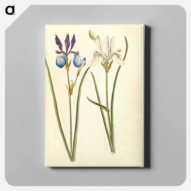 アートパネル-Iris sibirica
 - マリア ジビーラ メーリアン Canvas.