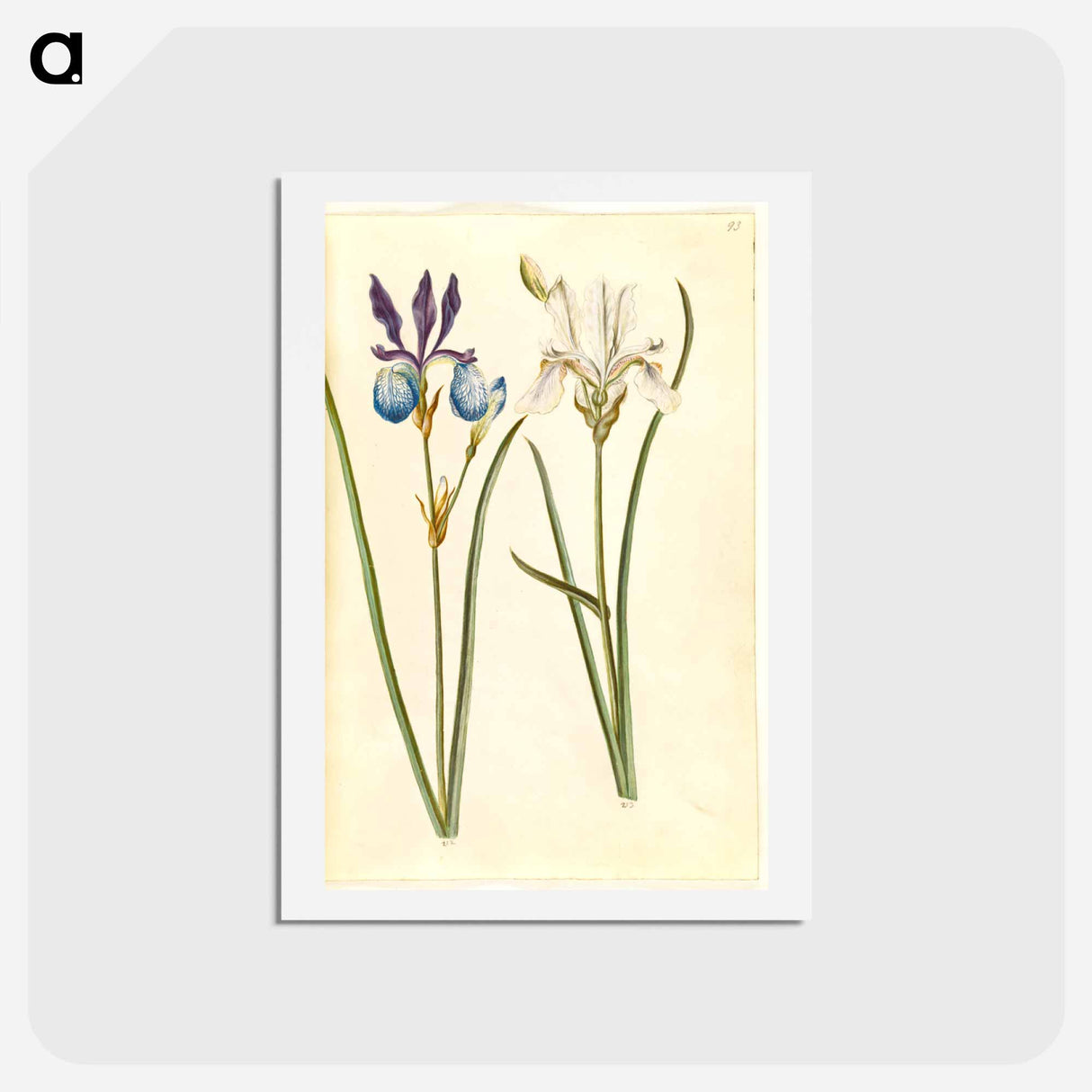 アートポストカード-Iris sibirica
 - マリア ジビーラ メーリアン Postcard.