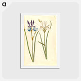 アートポストカード-Iris sibirica
 - マリア ジビーラ メーリアン Postcard.