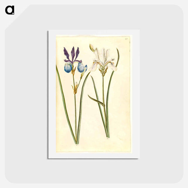 アートポストカード-Iris sibirica
 - マリア ジビーラ メーリアン Postcard.