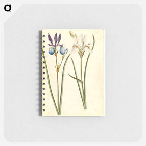 アートメモ帳-Iris sibirica
 - マリア ジビーラ メーリアン Memo.