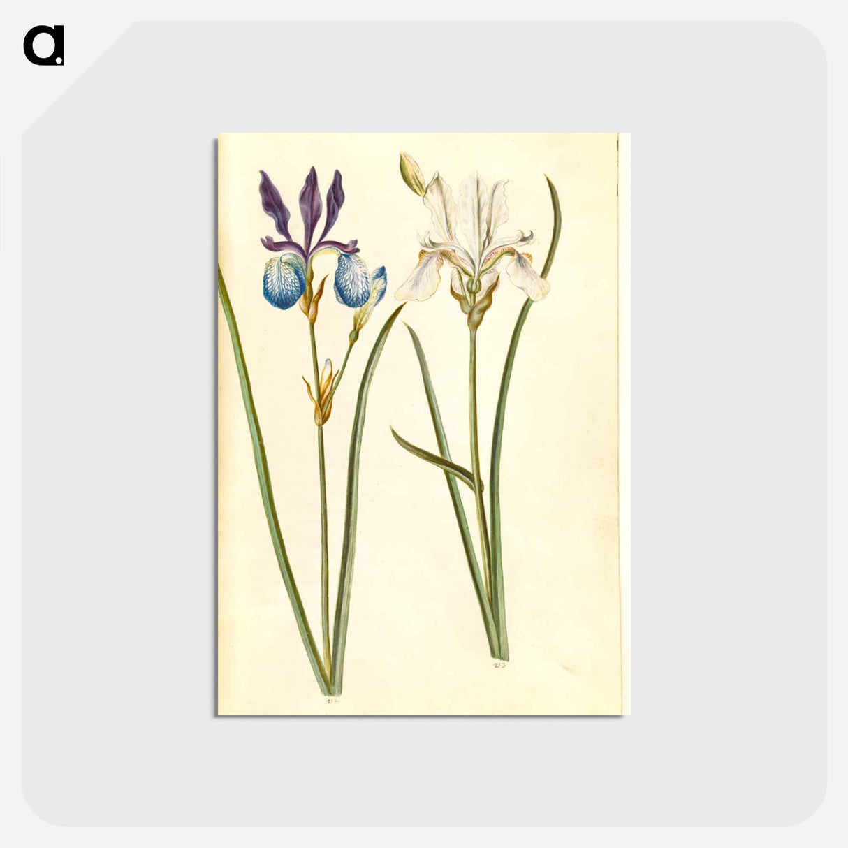 アートポストカード-Iris sibirica
 - マリア ジビーラ メーリアン Postcard.