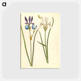 アートポストカード-Iris sibirica
 - マリア ジビーラ メーリアン Postcard.