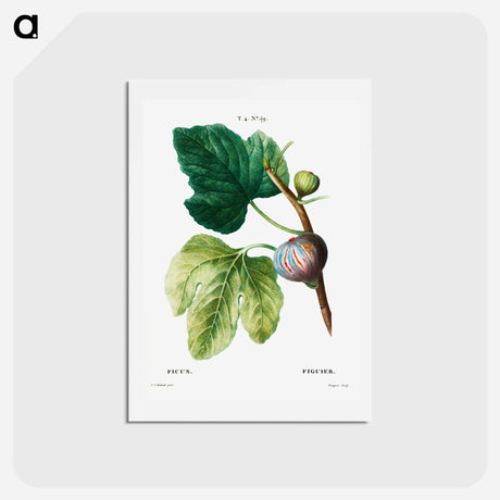 アートポストカード-Figs (Ficus) - ピエール ジョゼフ ルドゥーテ Postcard.