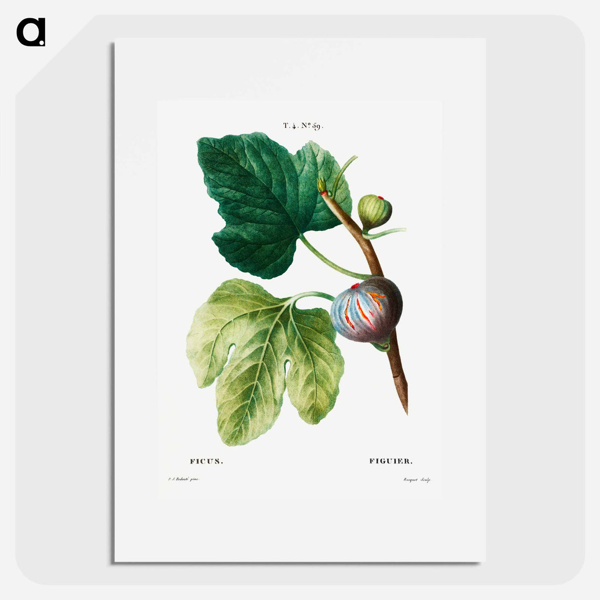 Figs (Ficus) - ピエール ジョゼフ ルドゥーテ Poster.