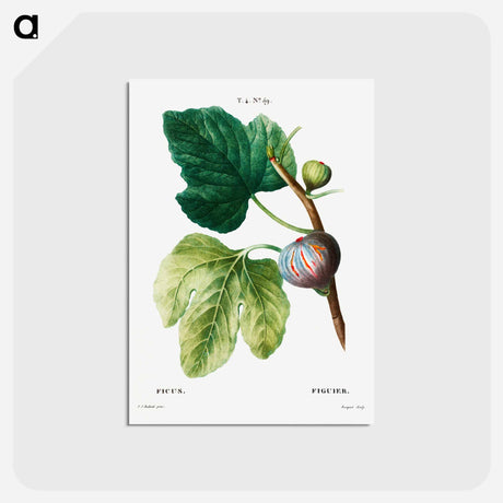 アートポストカード-Figs (Ficus) - ピエール ジョゼフ ルドゥーテ Postcard.