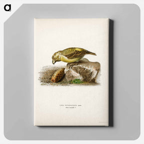 アートパネル-Parrot Crossbill
 - スヴェンスカ フォグラル Canvas.