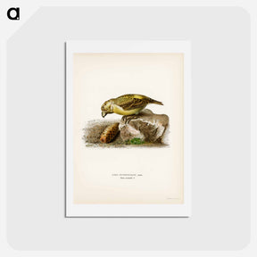 アートポストカード-Parrot Crossbill
 - スヴェンスカ フォグラル Postcard.