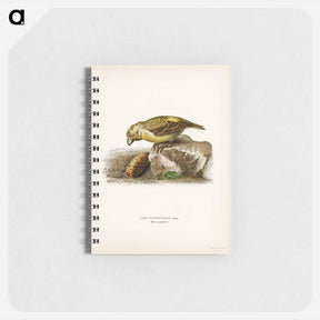 アートメモ帳-Parrot Crossbill
 - スヴェンスカ フォグラル Memo.