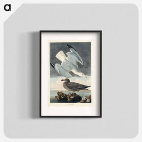 アートポスター-Herring Gull from Birds of America
 - アメリカの鳥たち Poster.