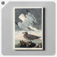 アートパネル-Herring Gull from Birds of America
 - アメリカの鳥たち Canvas.