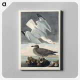 アートパネル-Herring Gull from Birds of America
 - アメリカの鳥たち Canvas.