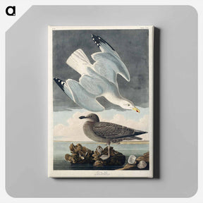 アートパネル-Herring Gull from Birds of America
 - アメリカの鳥たち Canvas.