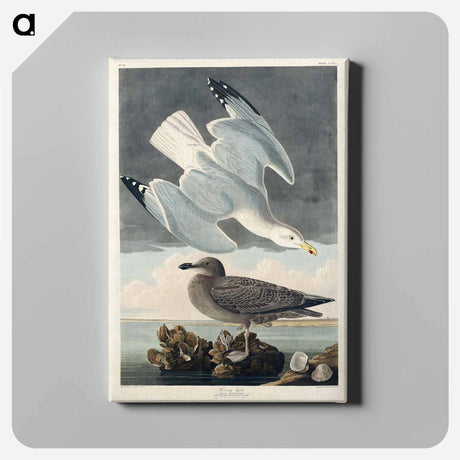 アートパネル-Herring Gull from Birds of America
 - アメリカの鳥たち Canvas.