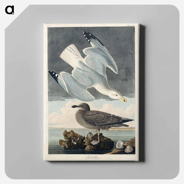 アートパネル-Herring Gull from Birds of America
 - アメリカの鳥たち Canvas.
