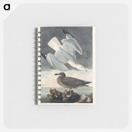 アートメモ帳-Herring Gull from Birds of America
 - アメリカの鳥たち Memo.