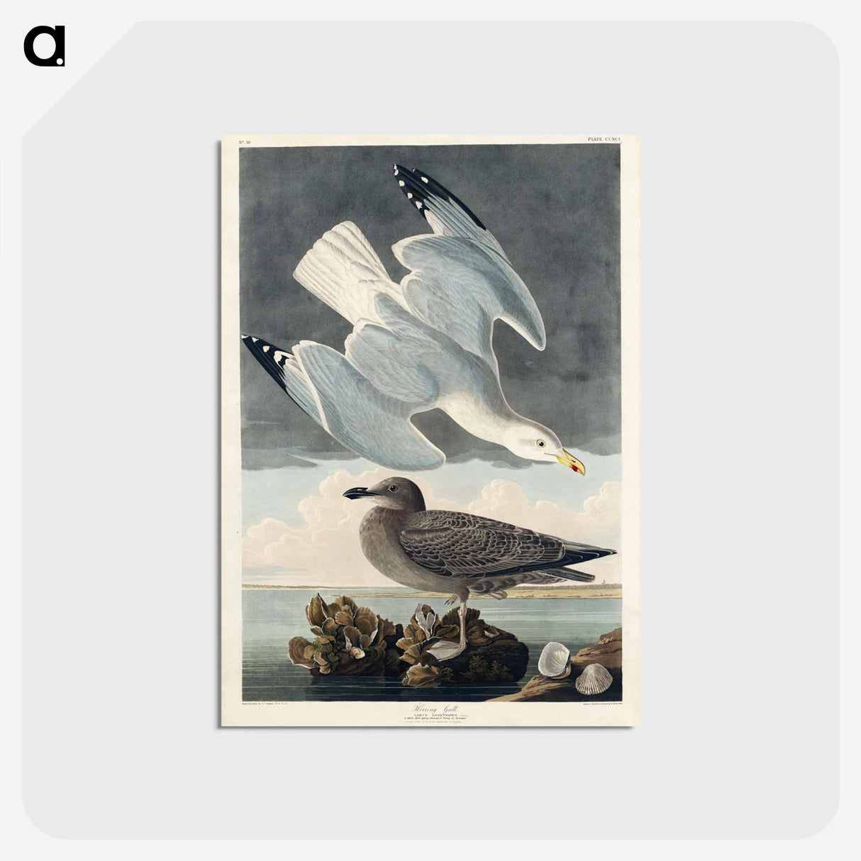 アートポストカード-Herring Gull from Birds of America
 - アメリカの鳥たち Postcard.